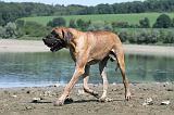 DOGUE ALLEMAND 135
